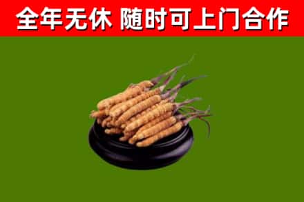 原阳烟酒回收冬虫夏草.jpg